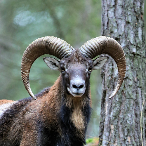 Muflone