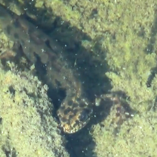 Tritone